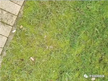 除“苔”保“草” ，刻不容缓